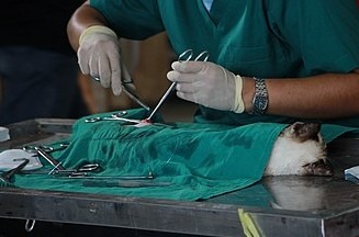 A veterinarian conducts a surgery on a domestic cat