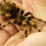 Best Spiders to Have as Pets