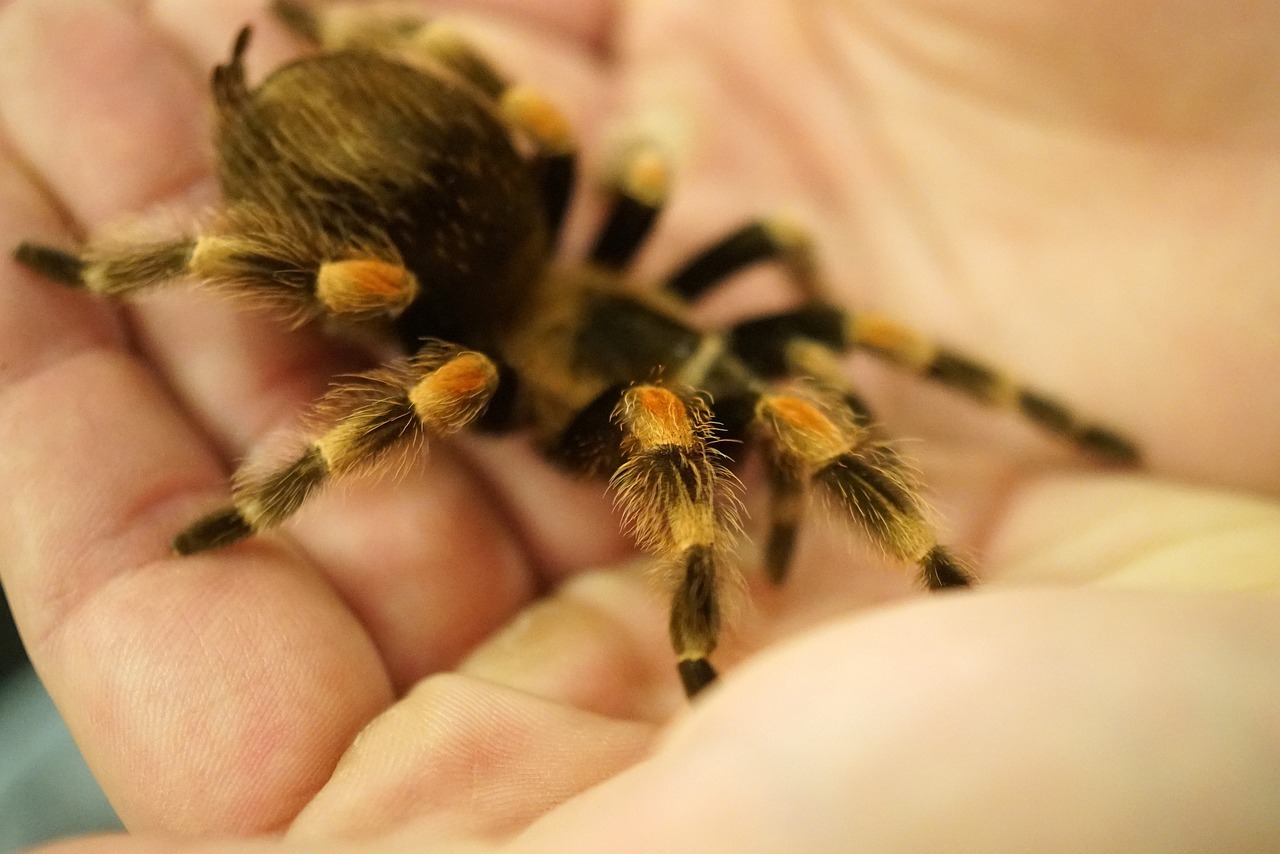 Best Spiders to Have as Pets