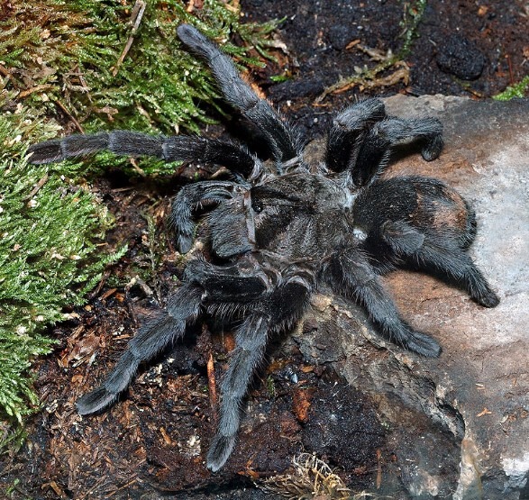 Brazilian black, tarantula, black spider