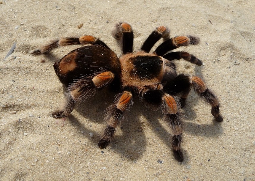 Mexican red knee, tarantula, poisonous