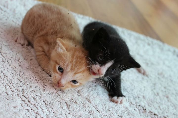 Two kittens on an area rug