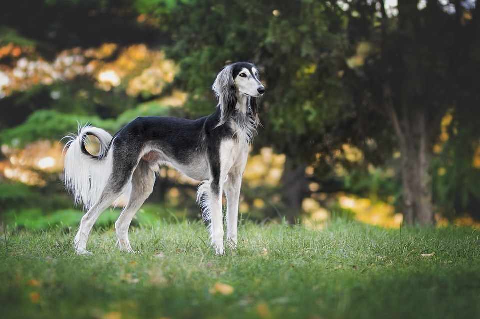 Why would a greyhound make your best companion