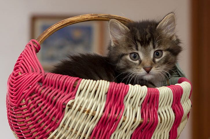 A cat inside a wicker basket