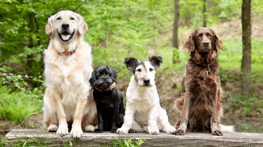 Choosing The Best Dog Boarding Agency in Coquitlam BC