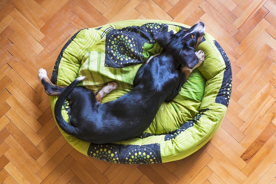 Finding the Best Bed for Your Dog