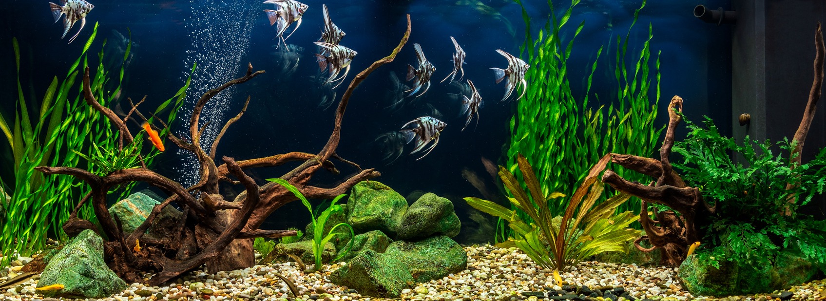 10 Tips to Keep Your Aquarium Clean