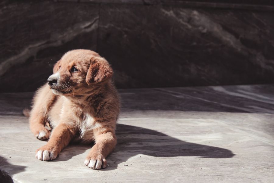 7 Tips of Preparing Your Home for a New Puppy