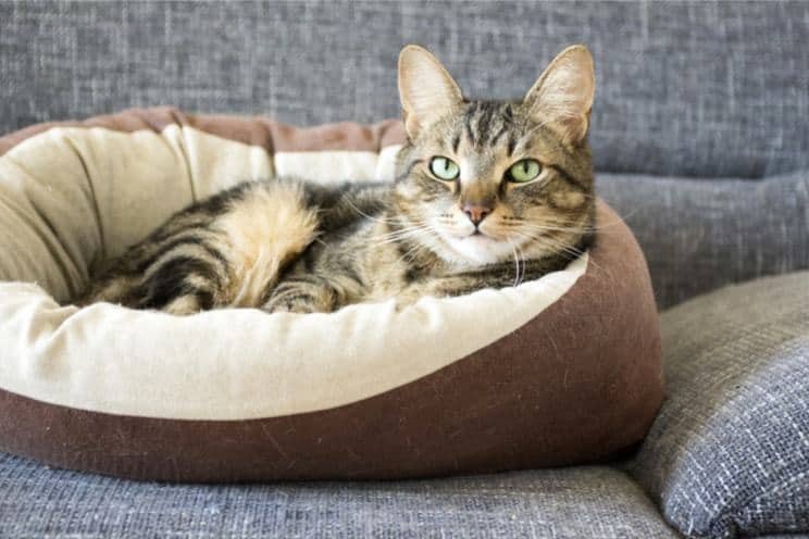 Best Cat Bed For Older Cats- Know All About Here