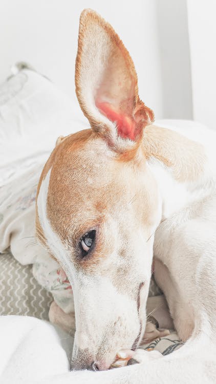 a dog on the bed exposing one of its ears