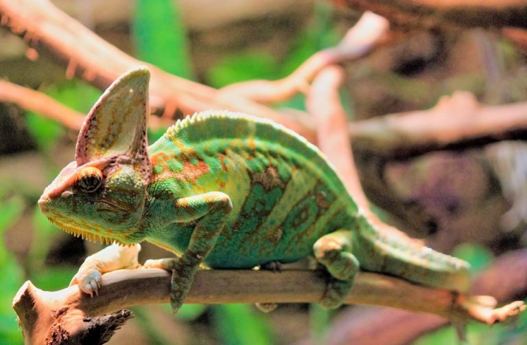 How to Take Care of A Chameleon | Did You Know Pets