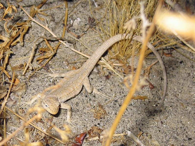 Long-tailed Lizard
