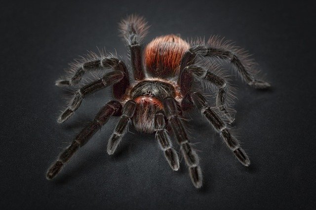 Will The Mexican Red Rump Tarantula Make A Great Spider Pet