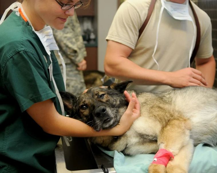 a veterinarian checking a dog