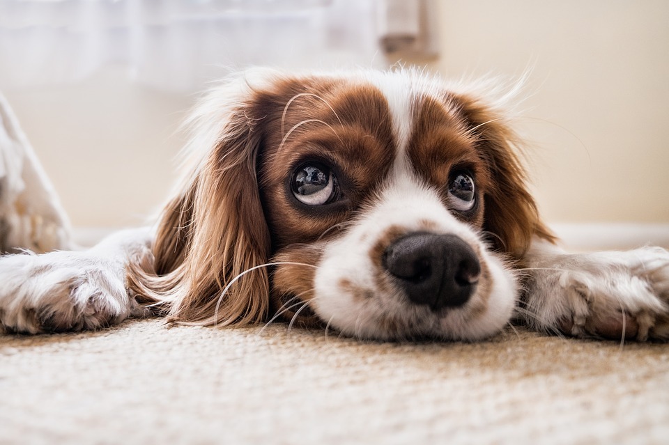 Reasons To Treat Dog's Anxiety With CBD Oil