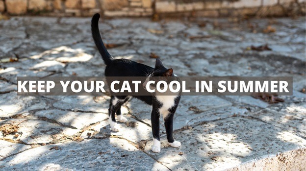 Top tips to keep your cat cool in the summer