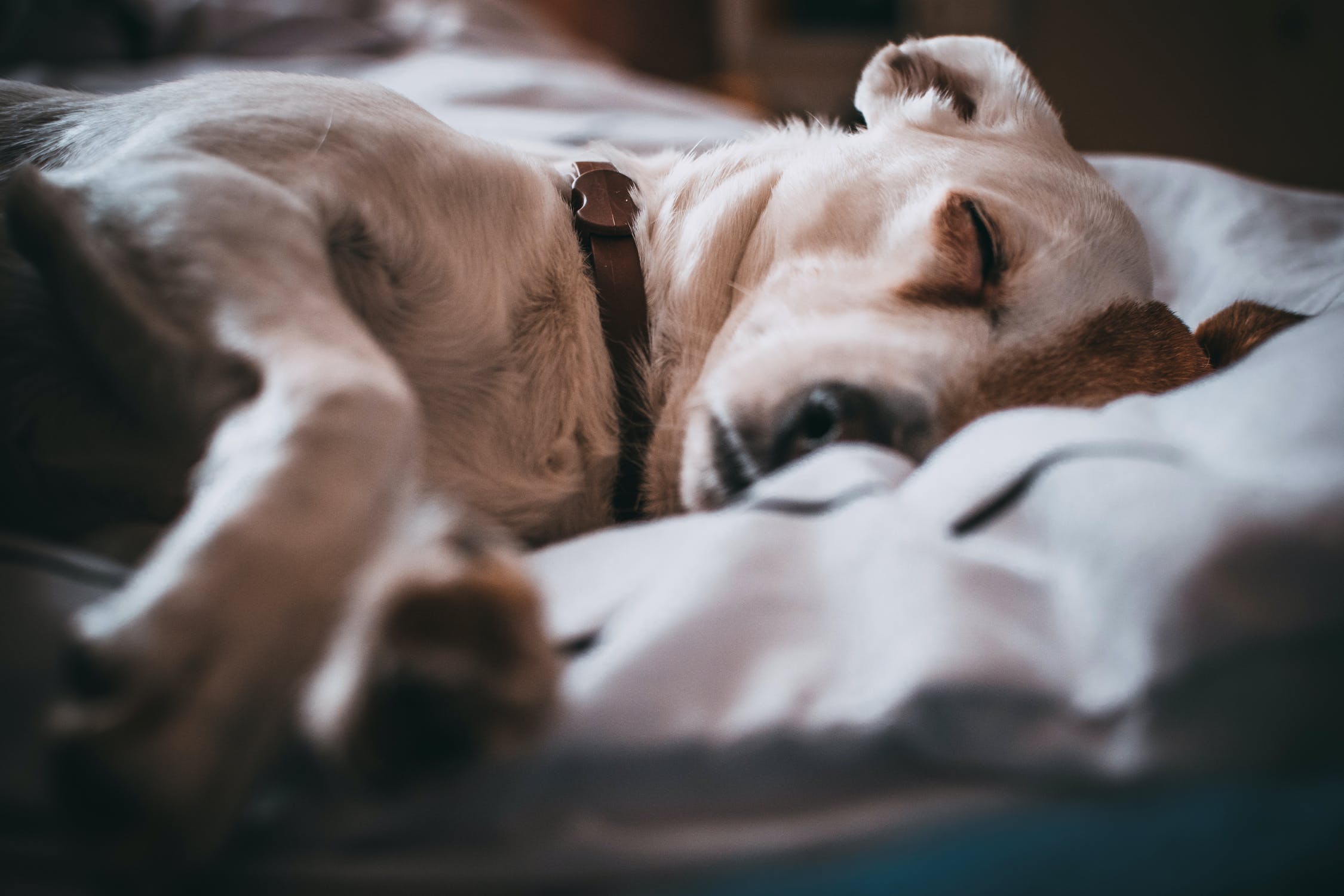 6 Essential Dog Lymphoma Care Tips