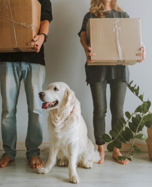 Adventure Awaits! Your Ultimate Guide to Moving With a Pet
