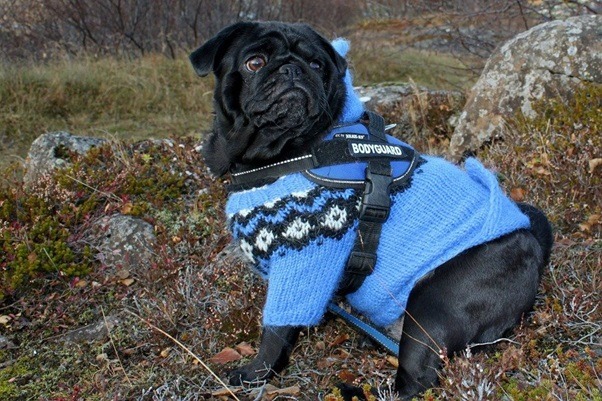 Best Pet Clothing Brands for Your Pup