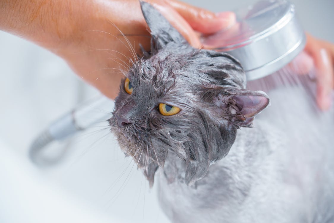 bathing a fussy pet
