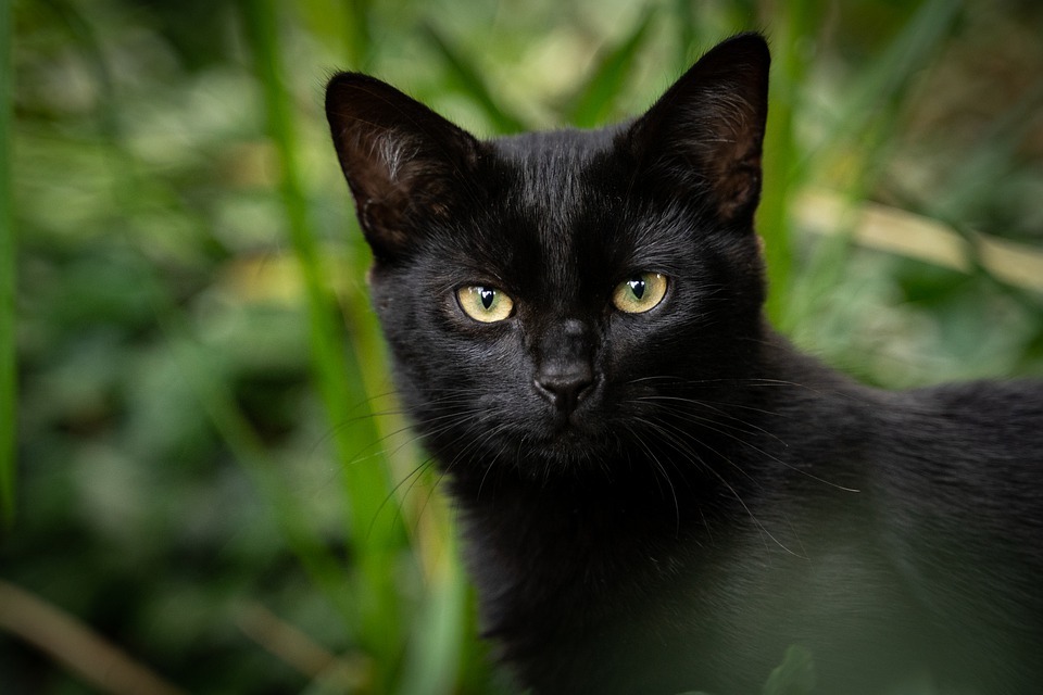 black cat, grass