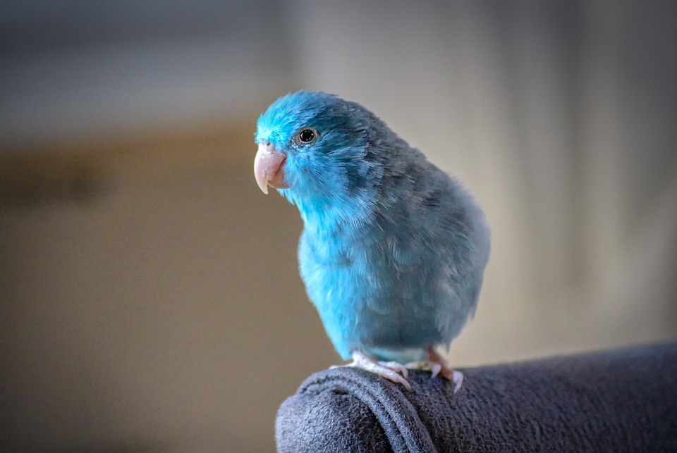 blue baby parrot, perch