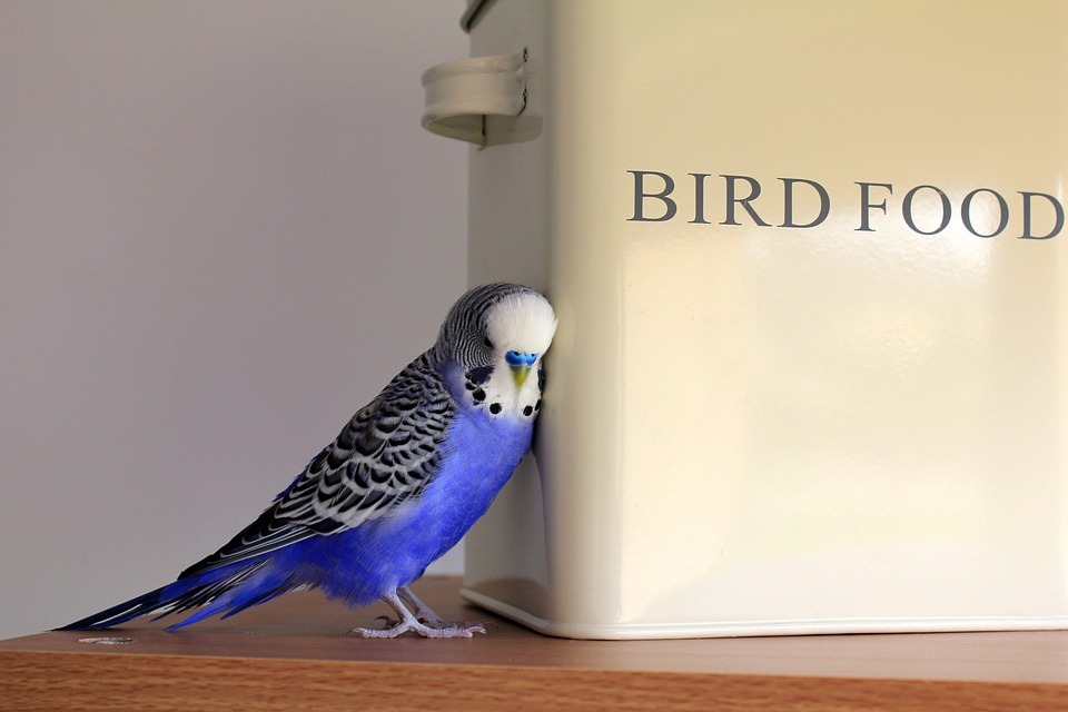 budgie, bird food container, tabletop