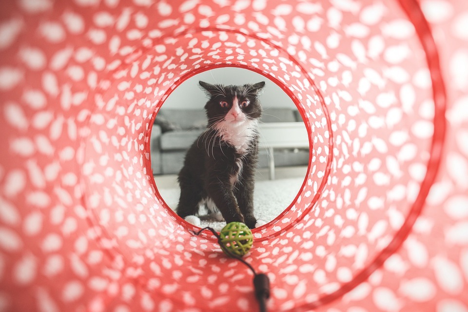 cat, cat toy, red tunnel, couch, table