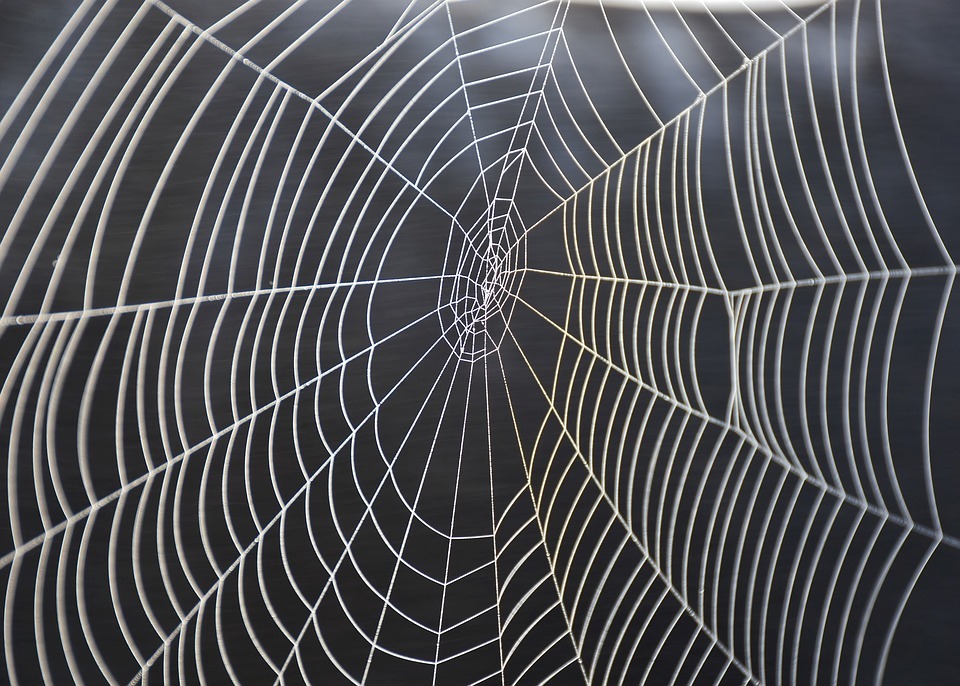 close up of a spider web
