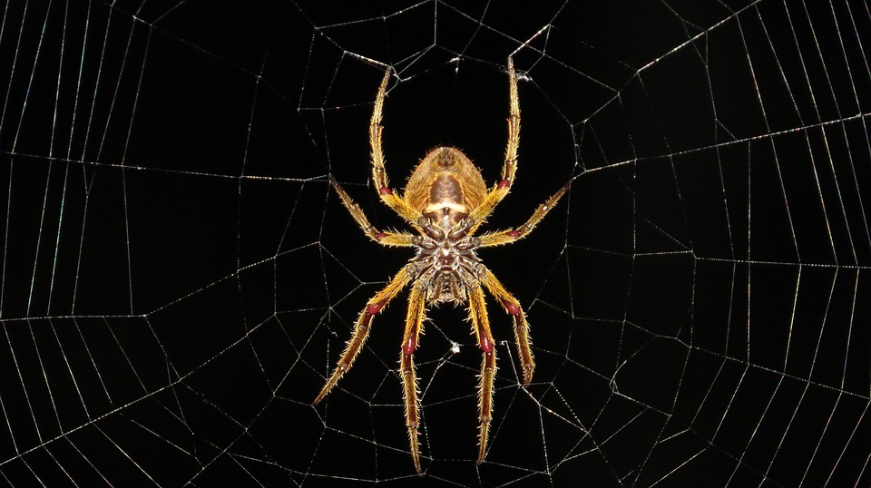 spider, spider web