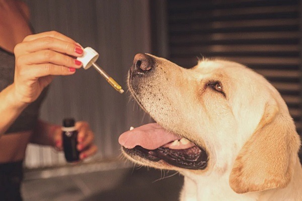 CBD for dogs; 4 things you should keep in mind