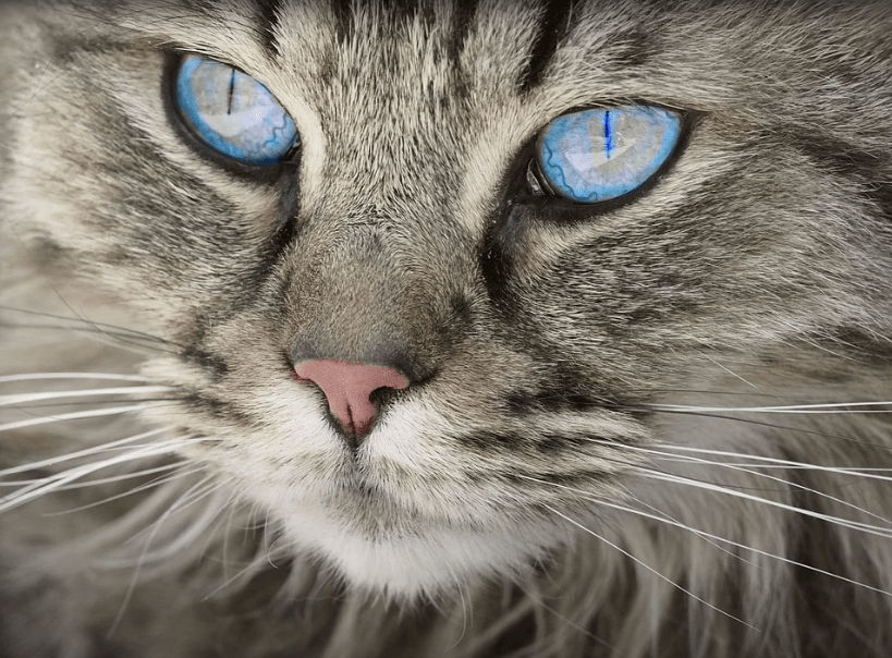 close up of a cat’s face