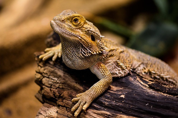 Unique Behavior You May Notice in Your Pet Bearded Dragon