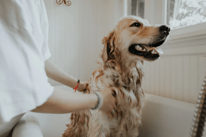 a large dog taking a bath