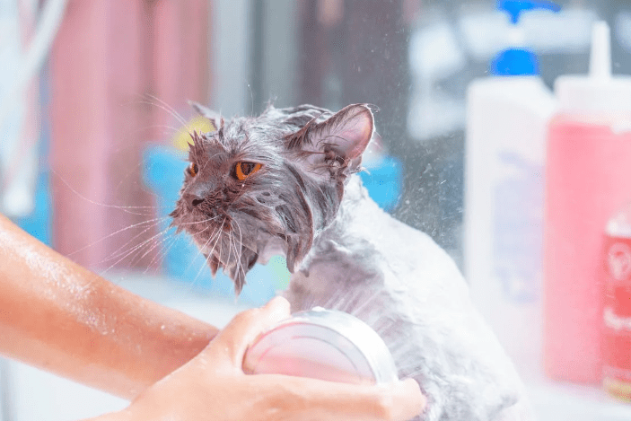 pet bathing