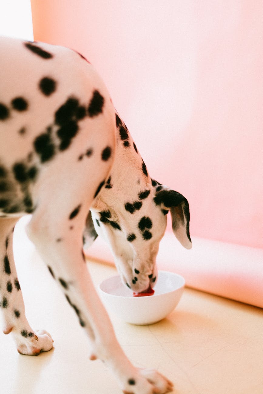 5 Things to Know About Your Dog’s Eating Habits