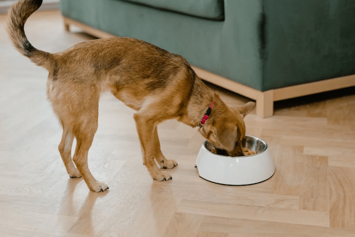 5 Things to Know About Your Dog’s Eating Habits