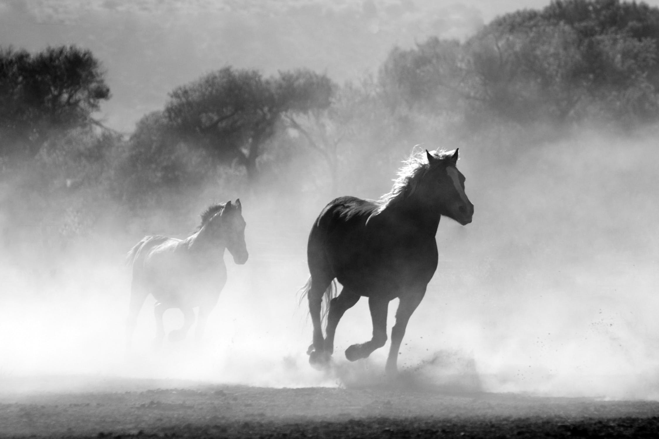 7 Facts About Horses That'll Blow Your Mind