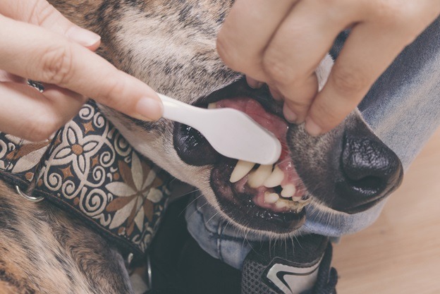 Doggy Dental How to Care For Canine Teeth
