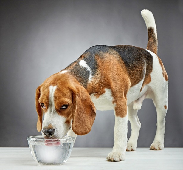 How much water should your dog drink to stay healthy?