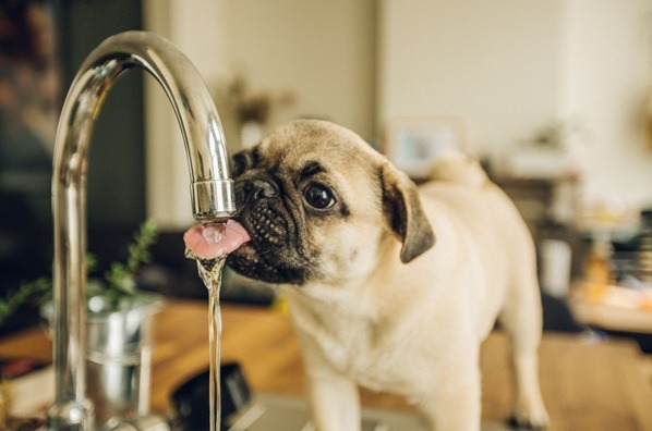 How much water should your dog drink to stay healthy