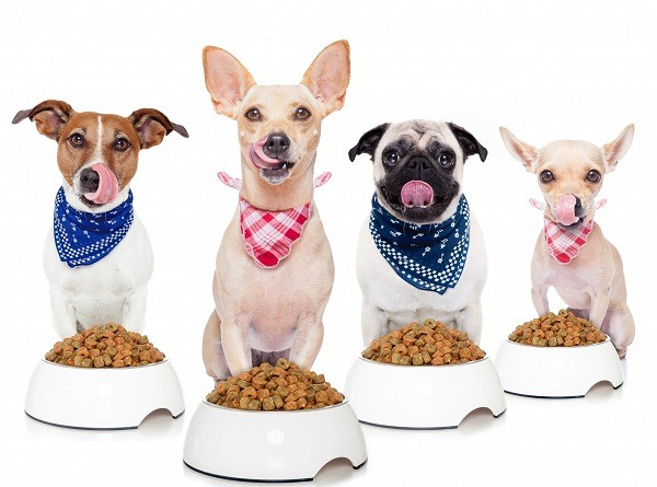Why It's Important To Monitor Your Dog's Diet