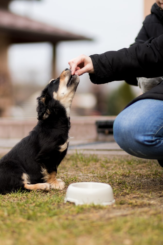 The 101 Guide to Supplements for Dogs