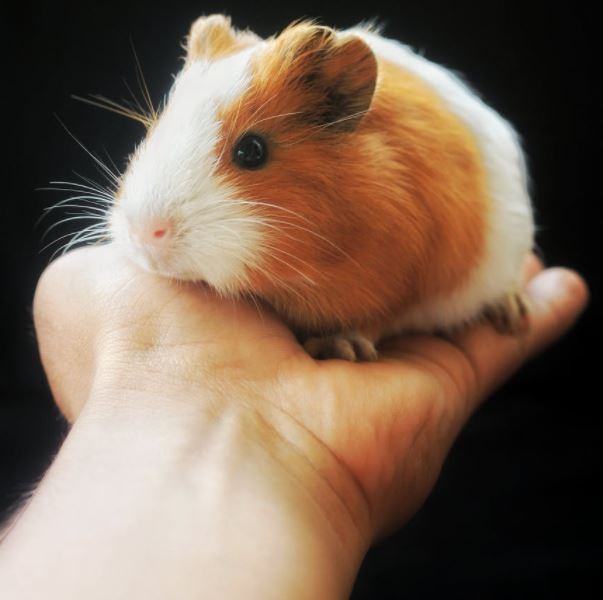Close Up Photo of Guinea Pig Sitting on a Hand