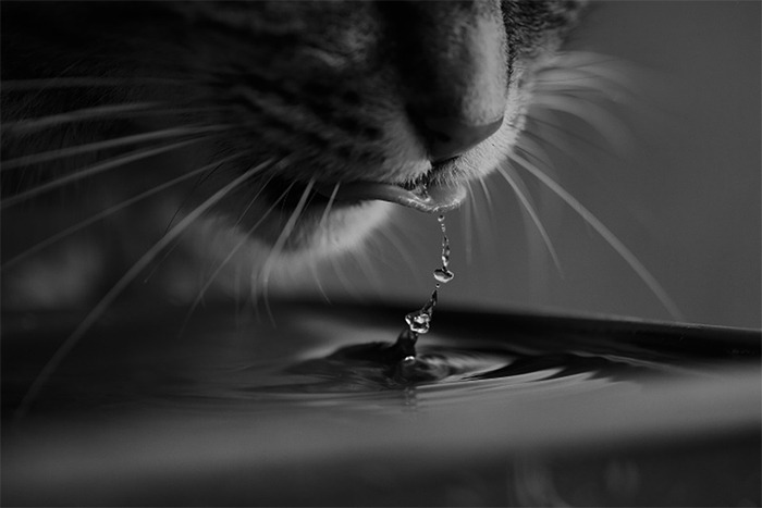 How Much Water Do Cats Drink and How to Keep Them Hydrated?