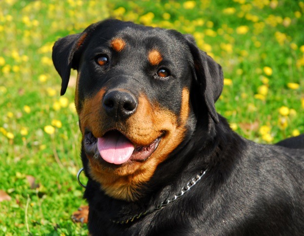 The Ideal and Healthy Diet for a Rottweiler