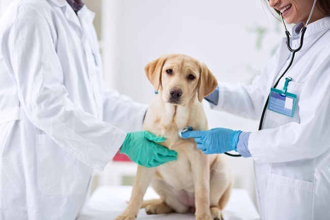 Why Choose A Vet Hospital and Animal Hospital in Abbotsford