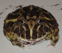 pacman frog-jpeg