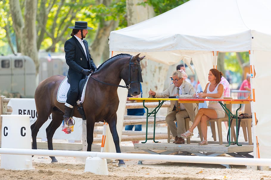 What Is Dressage in the Equestrian World