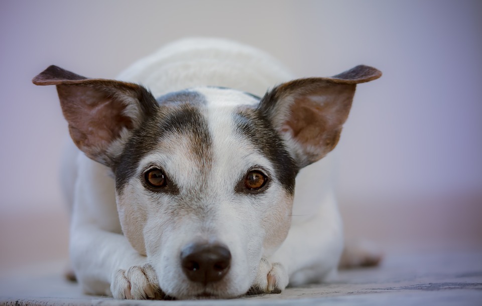 6 reasons dogs need joint supplements